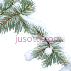 松树枝,自然,绿色,白色PNG