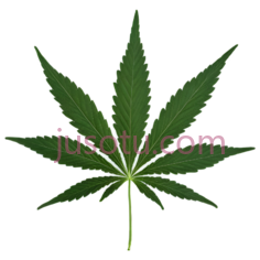 大麻叶子PNG