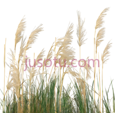 芦苇,自然,黄色,绿色PNG