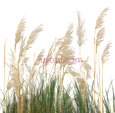 芦苇,自然,黄色,绿色, PNG