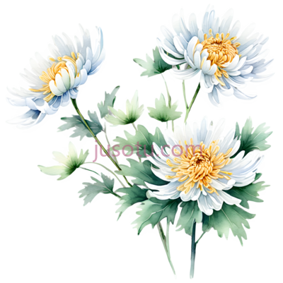 菊花,花瓣, PNG