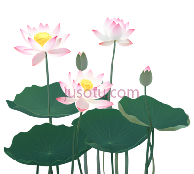 荷花,插画,粉色,黄色,绿色, PNG