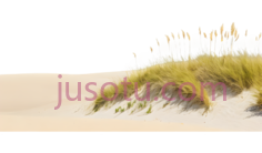 蒲公英,自然,黄色PNG