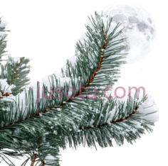 松树枝,自然,绿色PNG