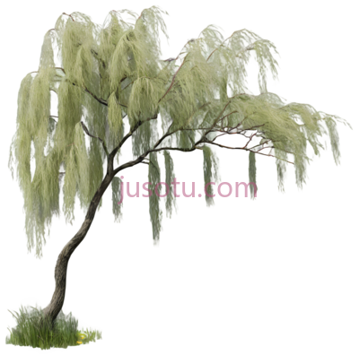 风,柳树, PNG