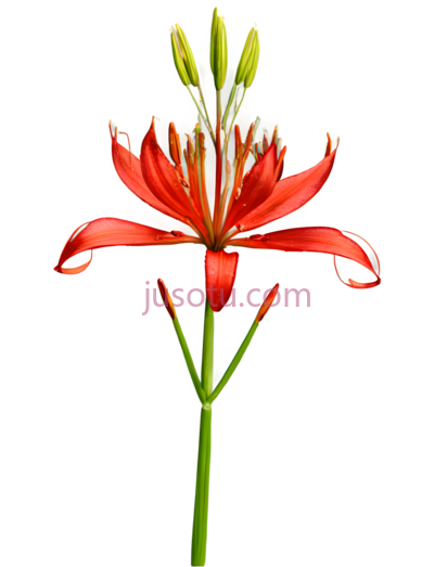 百合,自然,红色, PNG