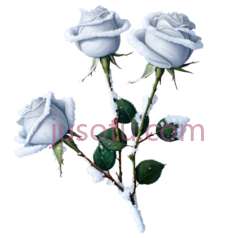 冰玫瑰,花朵PNG