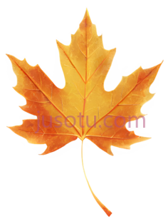 枫叶,自然,黄色PNG