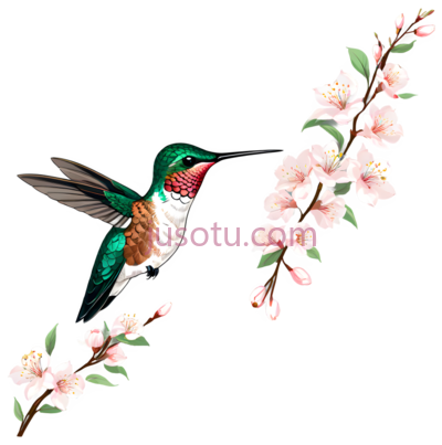 蜂鸟,樱花,浅棕色,翡翠绿, PNG