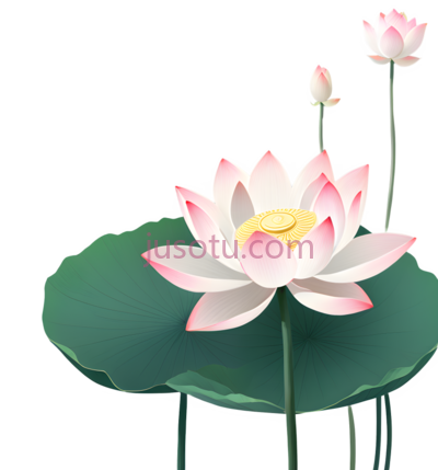 荷花,夏天, PNG