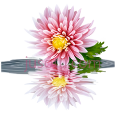菊花,水池PNG