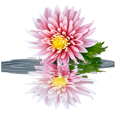 菊花,水池, PNG