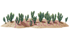 仙人掌,3D建模,绿色PNG