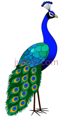 孔雀,鸟类PNG