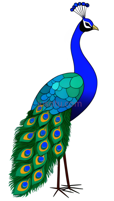 孔雀,鸟类, PNG