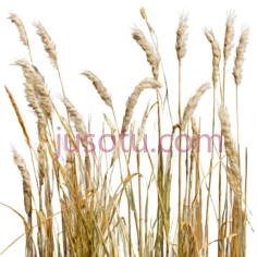 麦穗,自然,金黄色PNG