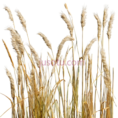 麦穗,自然,金黄色, PNG