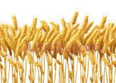 麦穗,自然,金黄色PNG