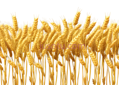 麦穗,自然,金黄色, PNG