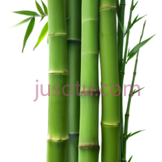 竹子,自然,绿色PNG