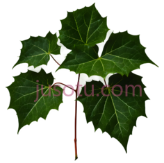 常春藤叶, PNG