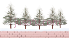 雪松,插画,绿色PNG