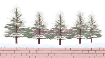 雪松,插画,绿色, PNG