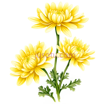 黄色菊,花瓣, PNG
