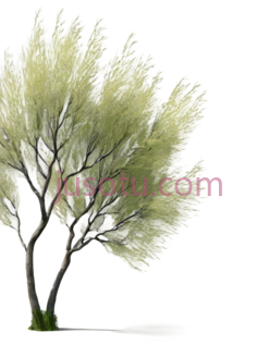 树,3D,绿色PNG