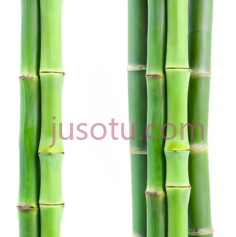 绿色竹子PNG