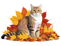 猫,自然,棕色,黑色,白色PNG