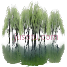 柳树,插画,绿色PNG