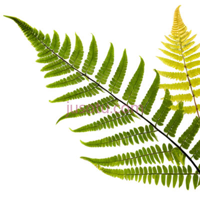 蕨类植物,自然,绿色, PNG