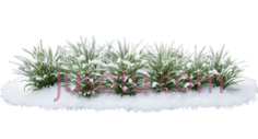 雪地植物,卡通,绿色PNG