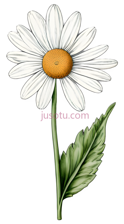 植物,雏菊,花瓣, PNG