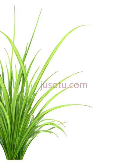 丛林,草地, PNG