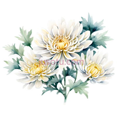 菊花,花瓣, PNG