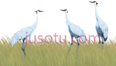 丹顶鹤,卡通,白色PNG