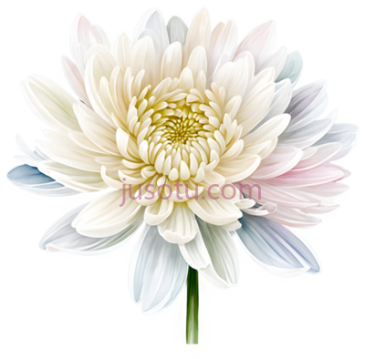 菊花,丝绸, PNG