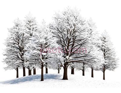 雪树,插画,白色, PNG