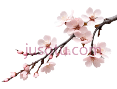樱花,粉色, PNG