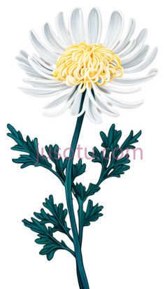 菊花,插画,白色,黄色PNG