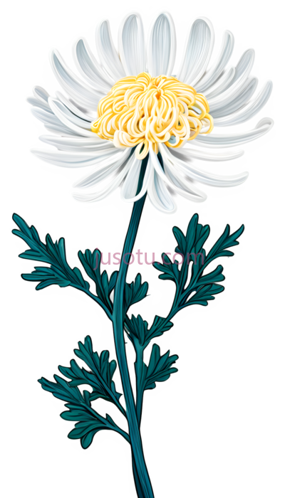 菊花,插画,白色,黄色, PNG