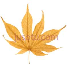 枫叶,自然,黄色PNG