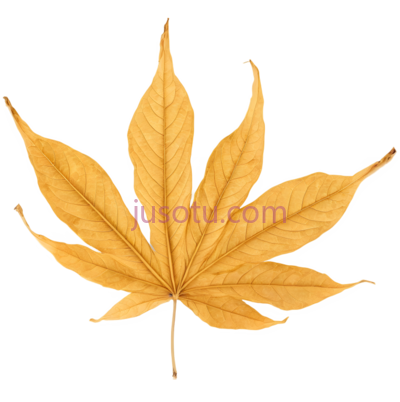 枫叶,自然,黄色, PNG