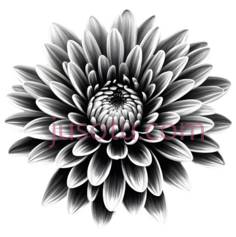 菊花,黑白,黑白色, PNG