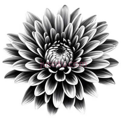 菊花,黑白,黑白色, PNG