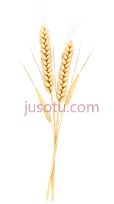麦穗,插画,黄色PNG