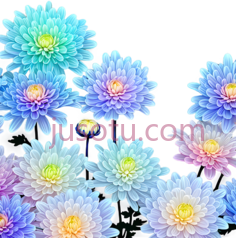 菊花,波纹PNG