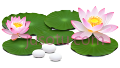 莲花,荷叶,卡通,粉色,绿色,白色PNG